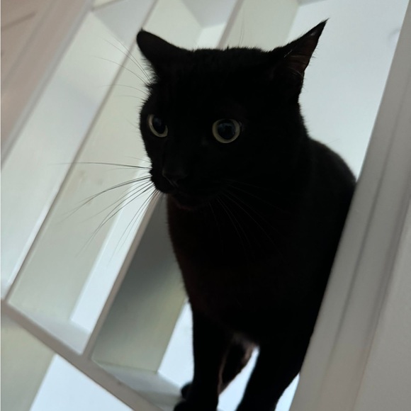 Meet your Posher, Juan diego - Picture 1 of 1